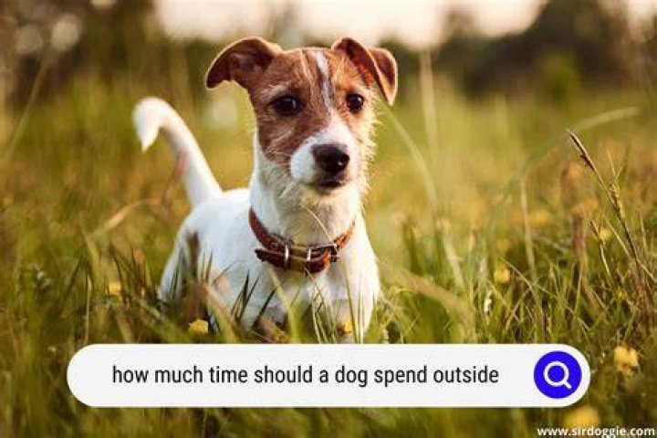 How much time should I spend with my dog per day?