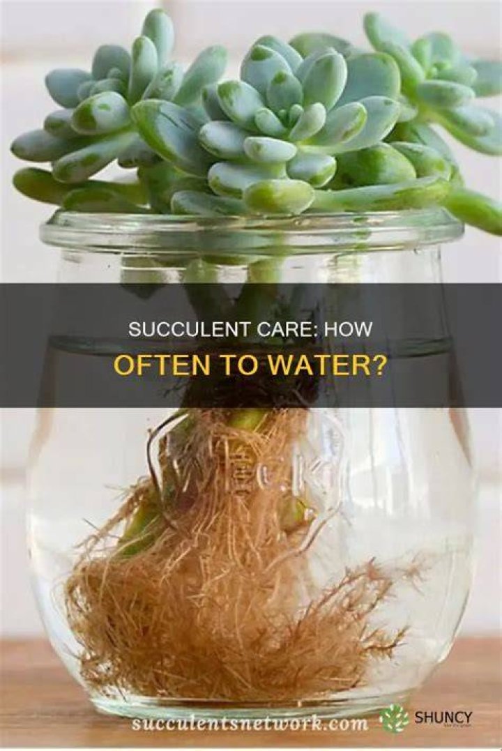 How often should I water my succulents?