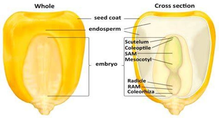 Is a popcorn kernel a seed?
