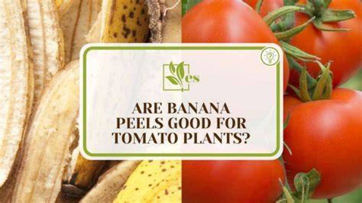 Is banana skin good for tomato plants?