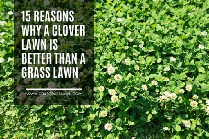 Is clover a better lawn than grass?