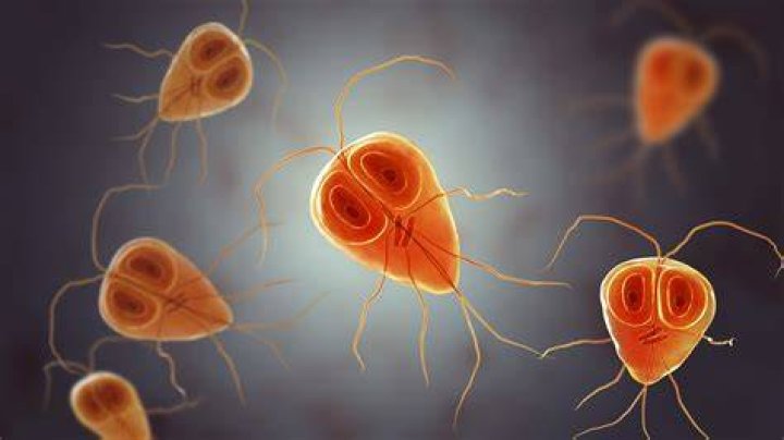 Is Giardia an STD?
