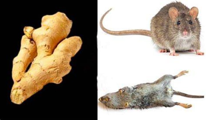 Is Ginger toxic to rats?
