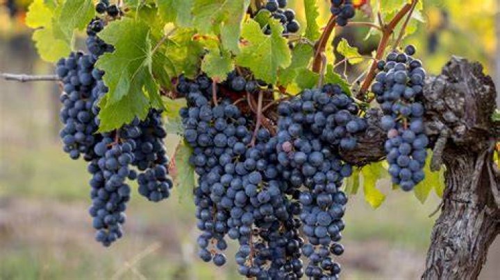 Is Merlot a French grape?