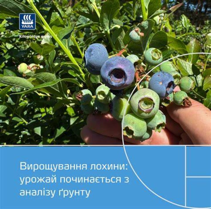 Is Yara from Ukraine?