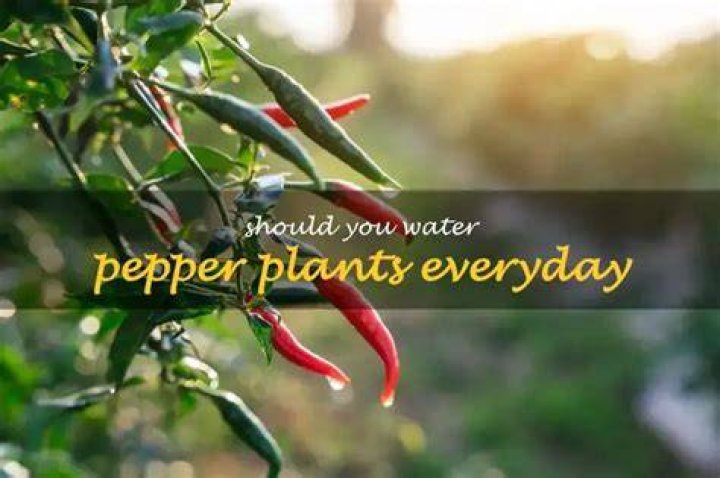 Should I water my pepper plants every day?