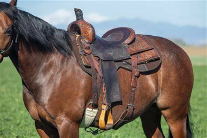 Should you lunge a horse with a saddle?