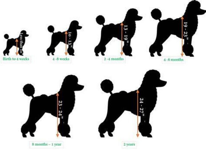 What age is a Poodle full grown?