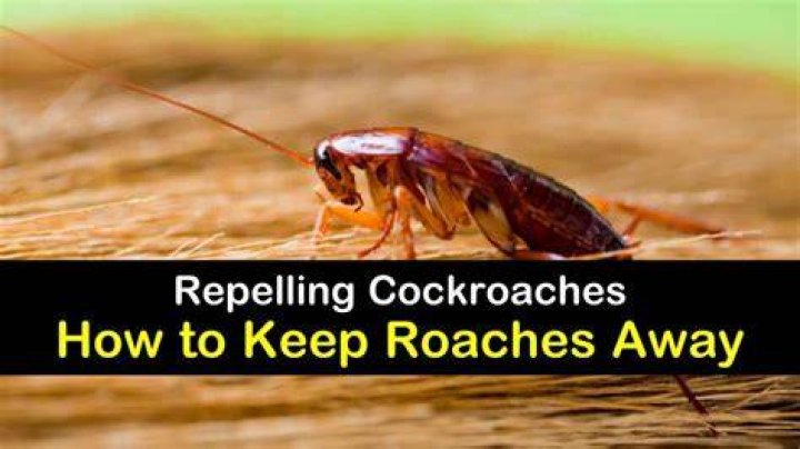 What animals keep roaches away?
