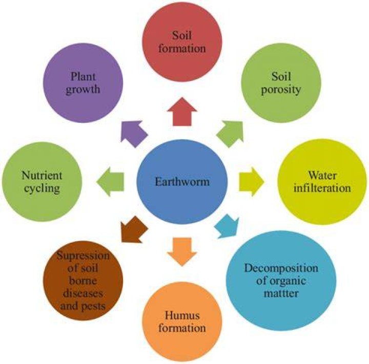 What are disadvantages of earthworms?