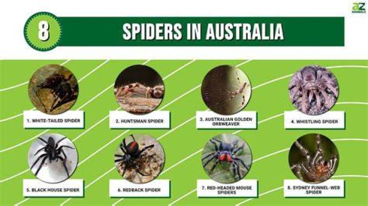 What country has no spiders?
