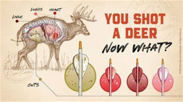 What do deer do during labor?