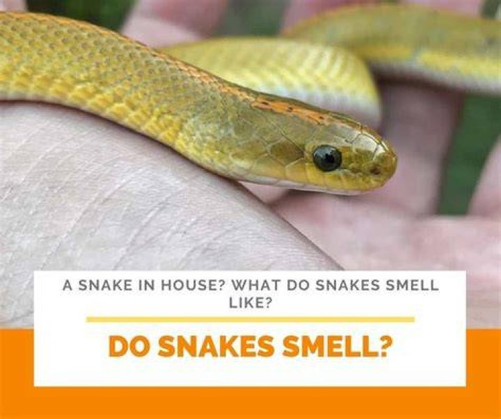 What does a snake smell like in your house?
