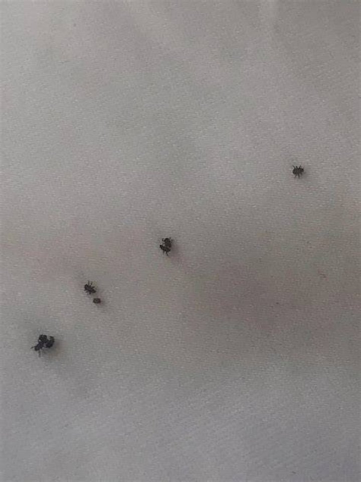 What does it mean when a bed bug is black?