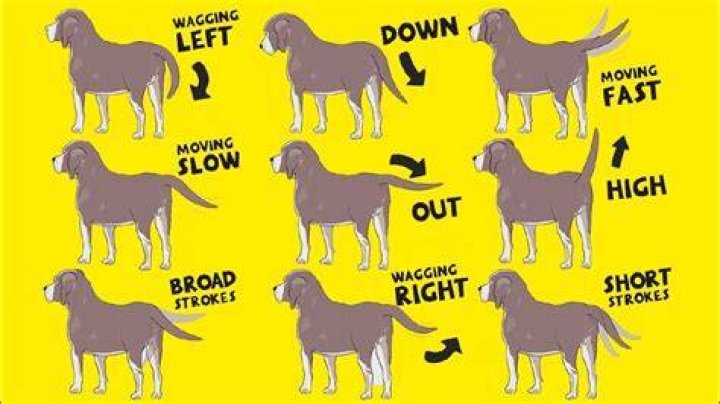 What does it mean when a dog growls but wags its tail?
