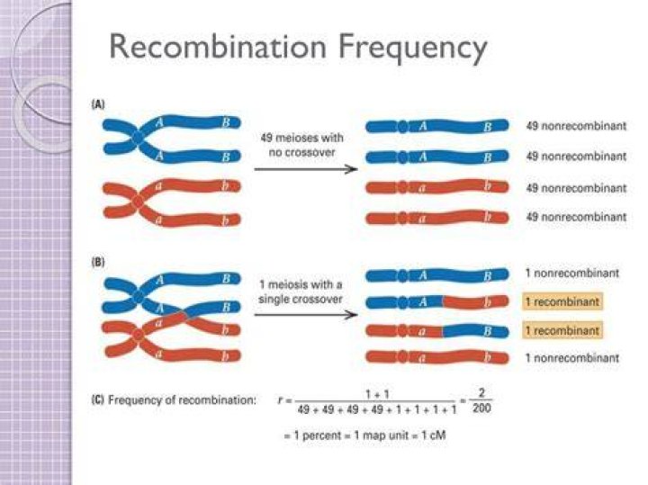 What does the recombination frequency represent?