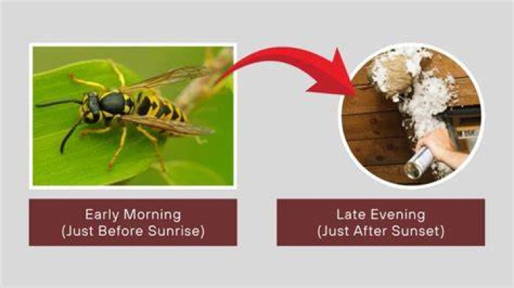 What is the best time of day to spray a wasp nest?