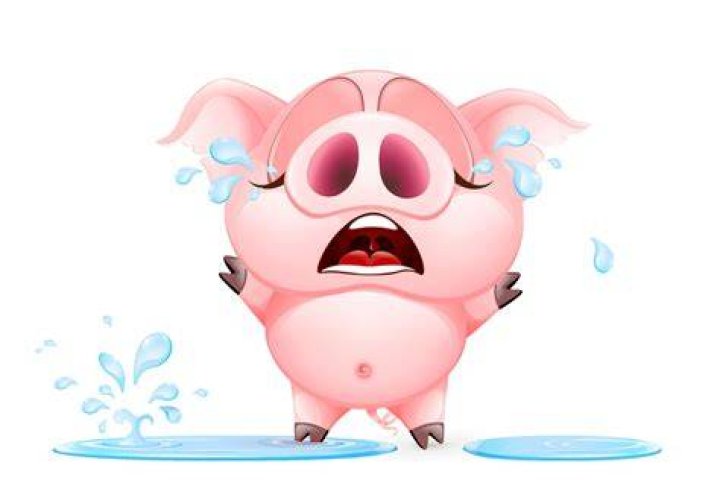 What is the cry of a pig called?