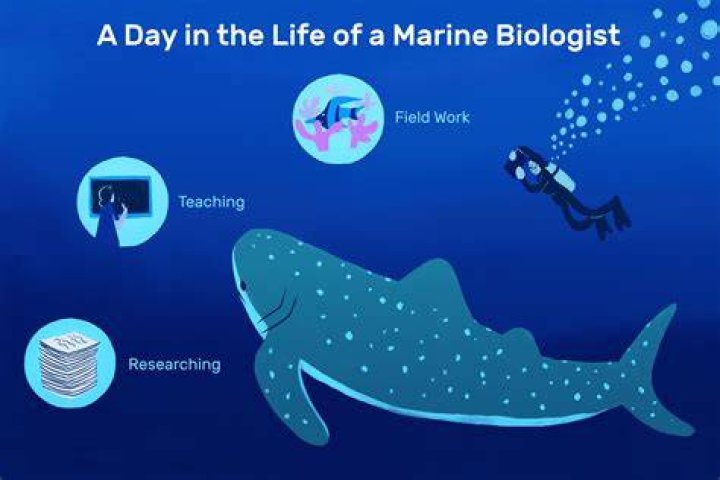 What is the daily life of a marine biologist?