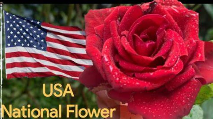 What is the flower of the USA?