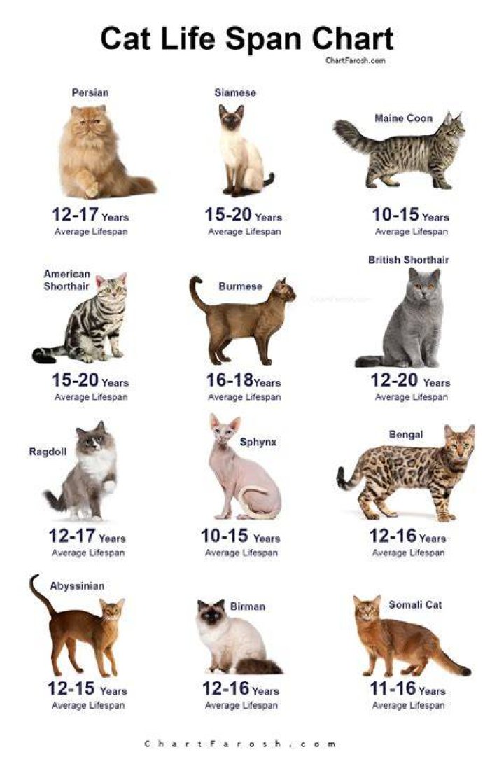 What is the life expectancy of an indoor cat?