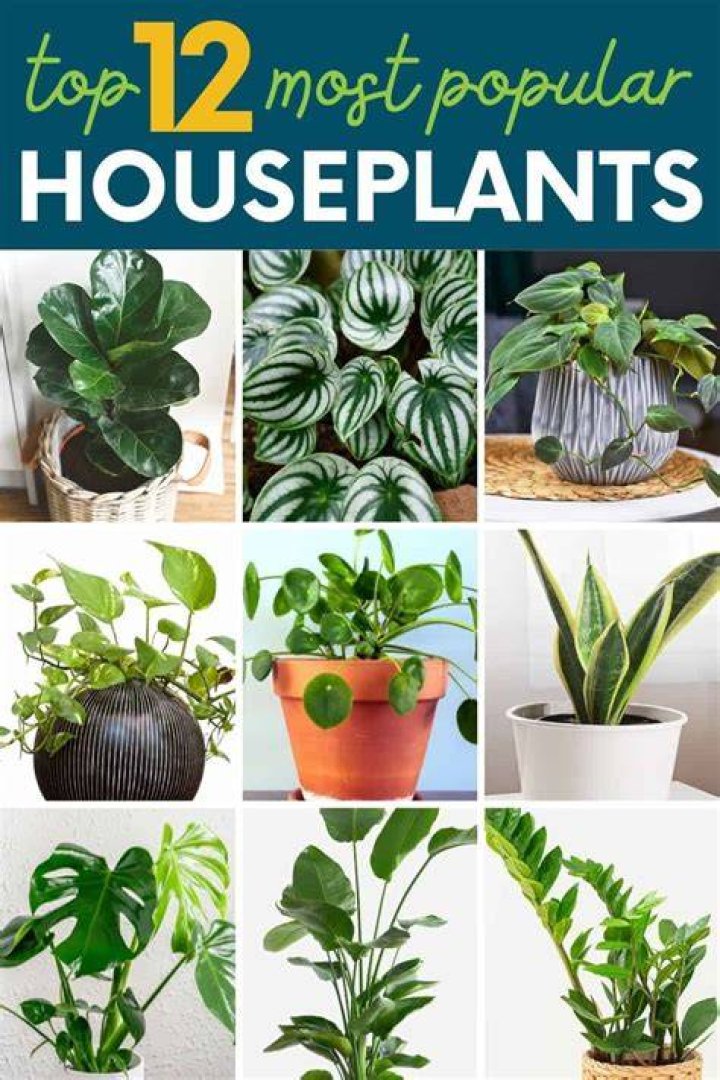 What is the most popular house plant?