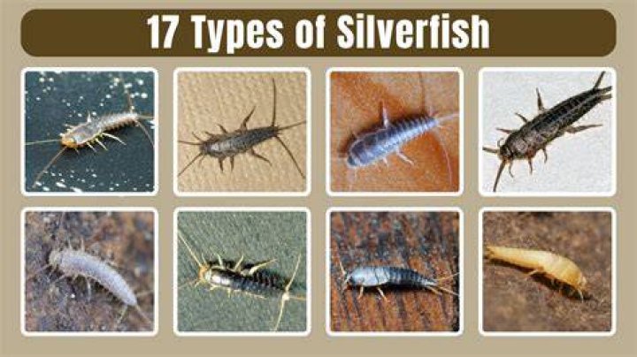 What kind of animal is a silverfish?