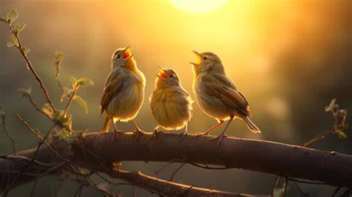 What makes birds happy?