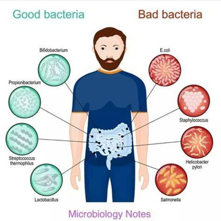 What part of your body has the most bacteria?