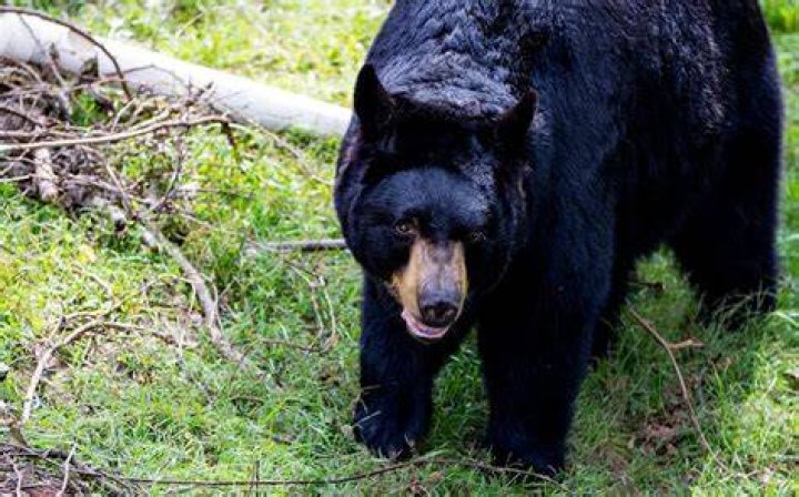 What time of day do black bears come out?