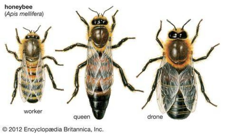 What type of female is the queen bee?