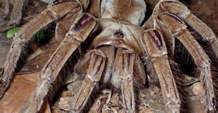 What was the biggest spider ever?
