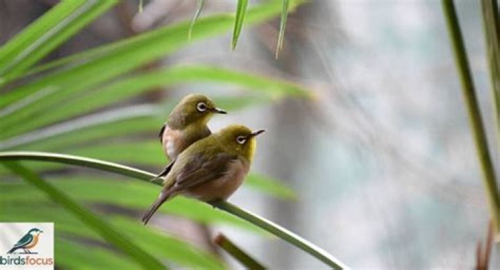 When birds focus their eyes on two different things?