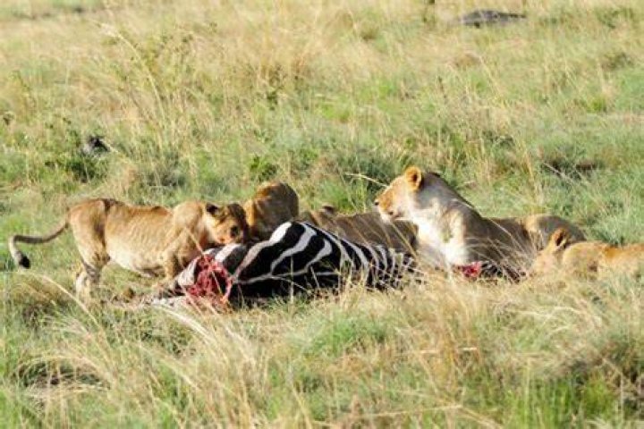 Which animal kills lions for food?