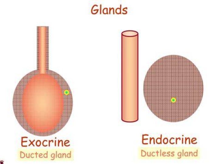 Which is the largest ductless gland?