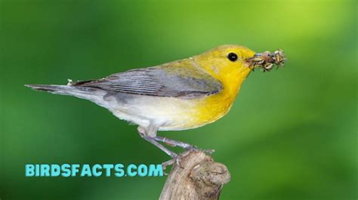 Who eats a bird?