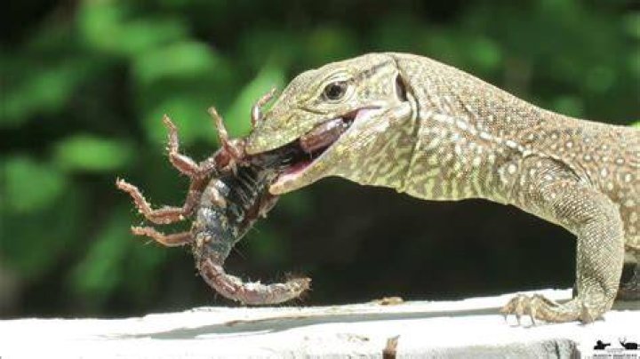 Who eats scorpion?
