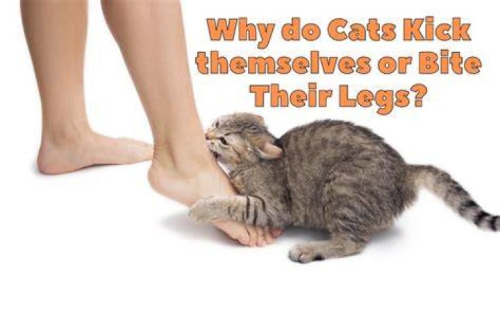 Why do cats kick their back feet?