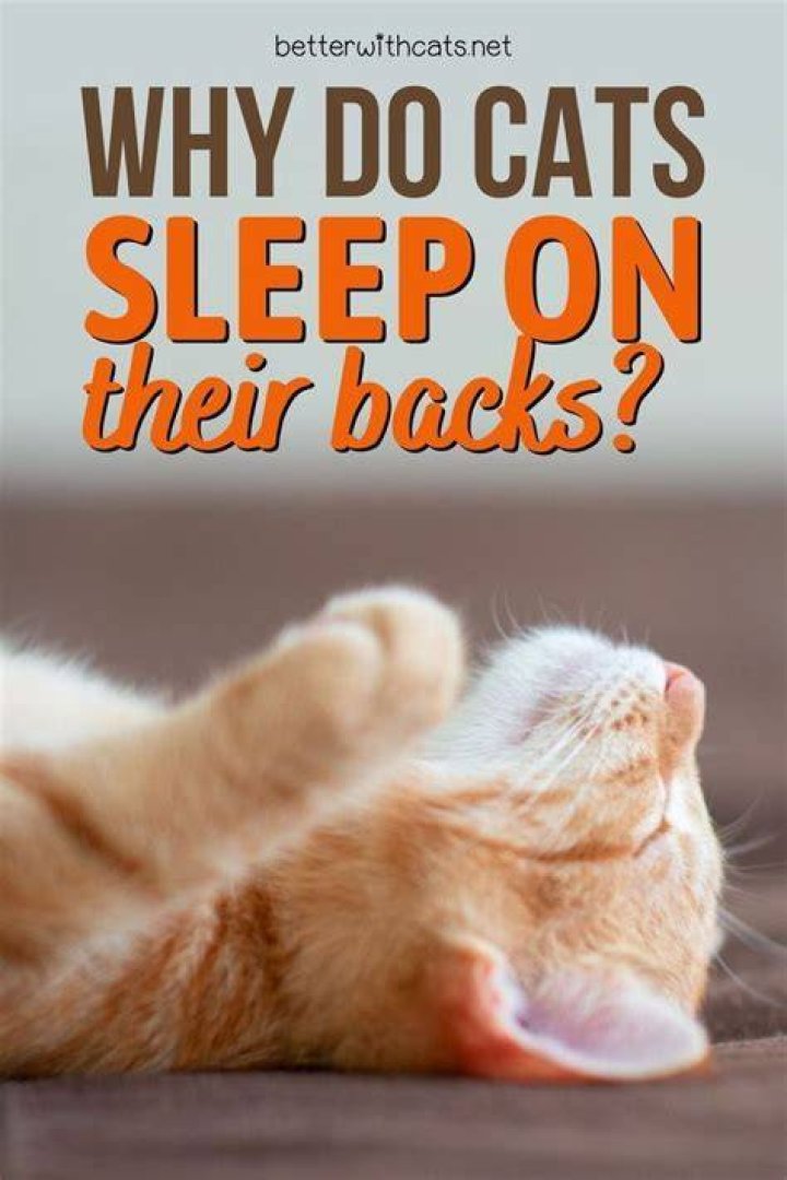 Why do cats sleep with their back to you?