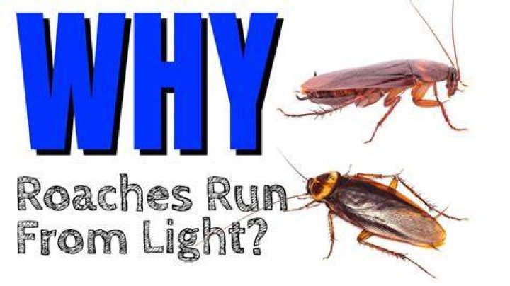 Why do cockroaches run at you?