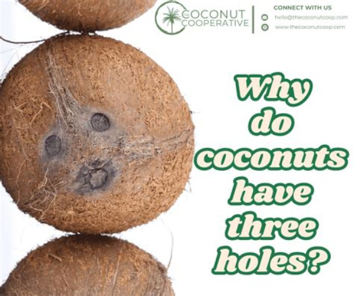 Why do coconuts have 3 holes?