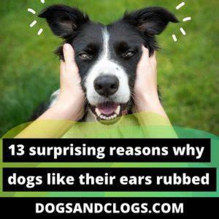Why do dogs like their ears rubbed?