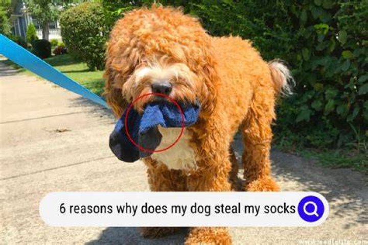 Why do dogs steal socks?