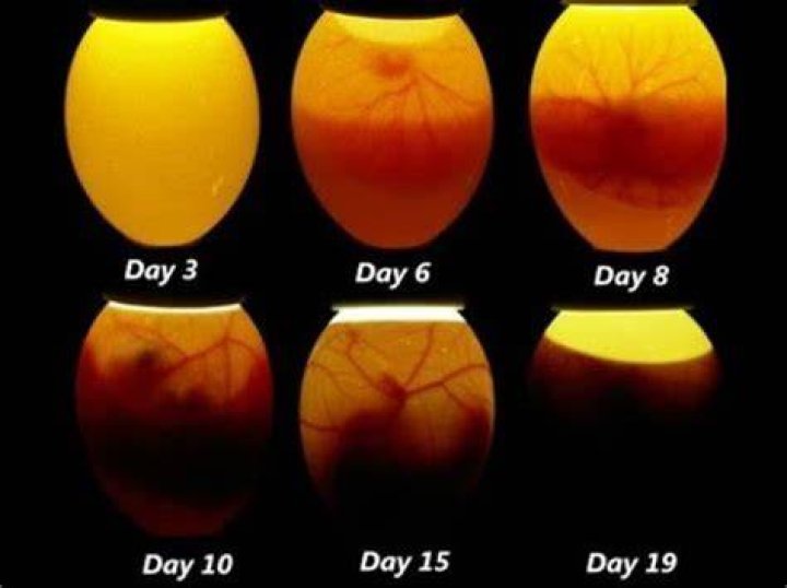Why do duck eggs smell fishy?