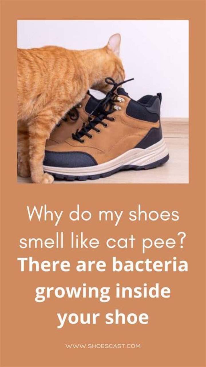 Why do my shoes smell like cat pee?