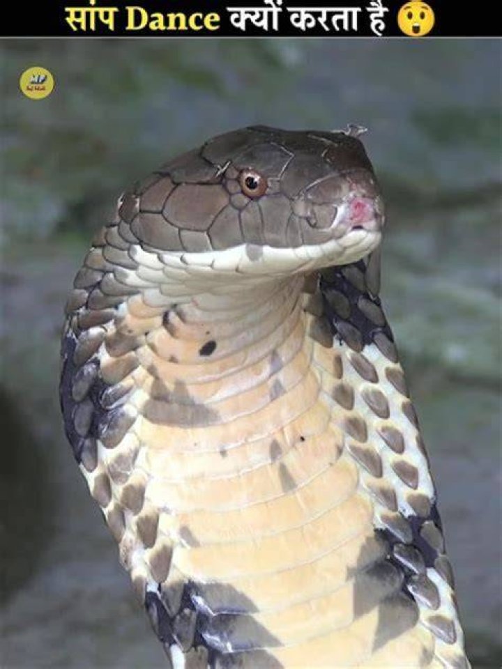Why does a snake dance on the sound of pungi?