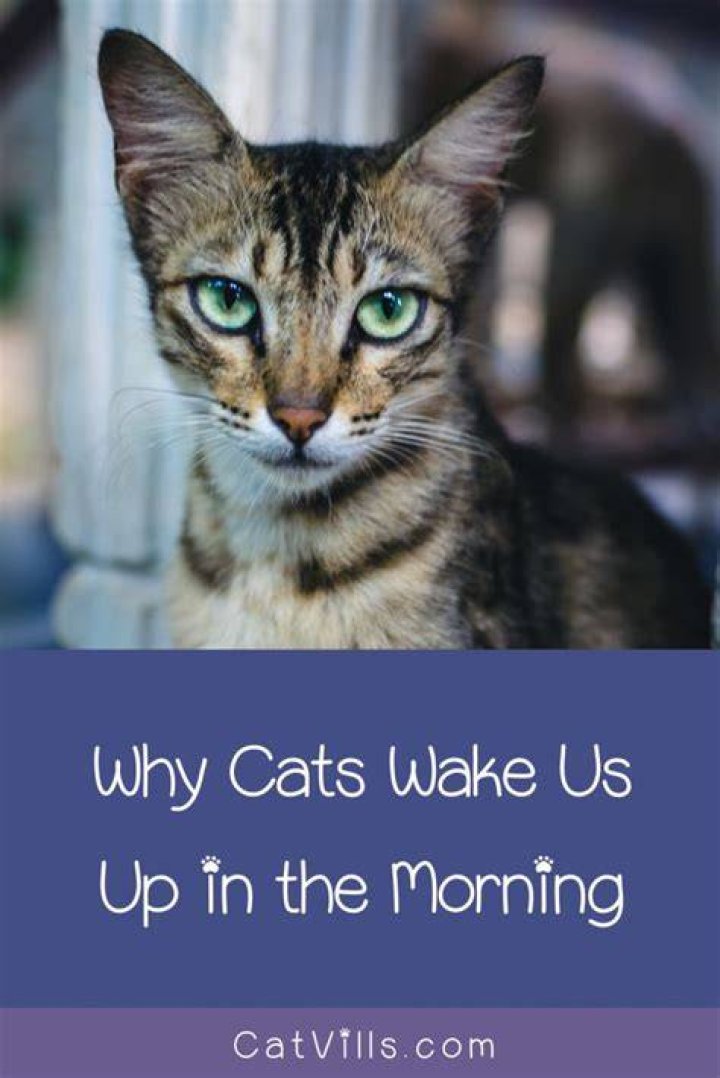Why does my cat wake me up?
