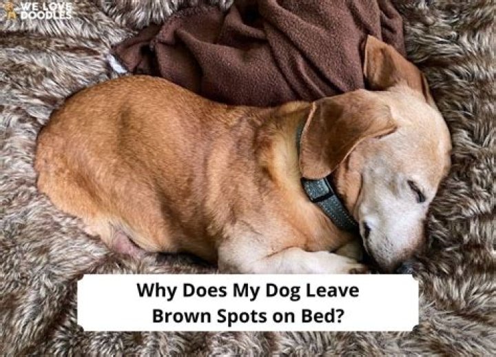 Why does my dog leave the room when I come in?