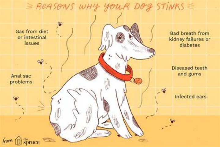 Why does my dog smell like a wet dog?