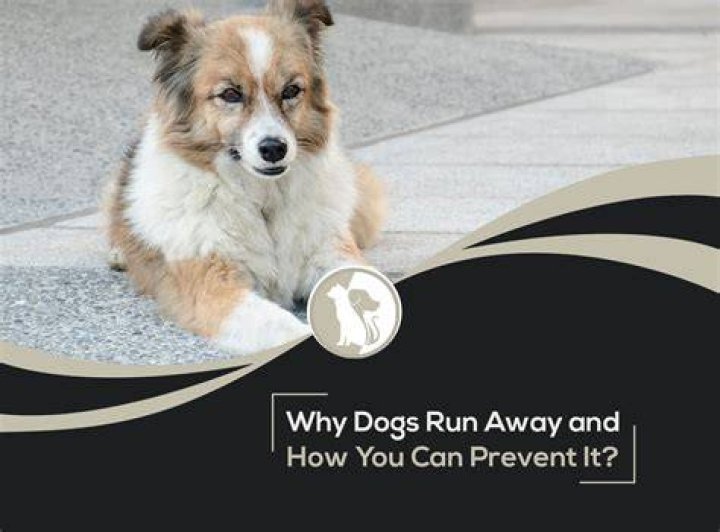 Why is my dog running away from me all of a sudden?